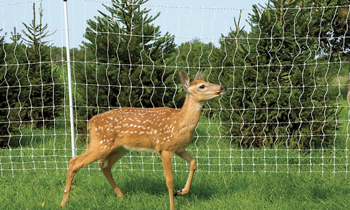 Deer Fence