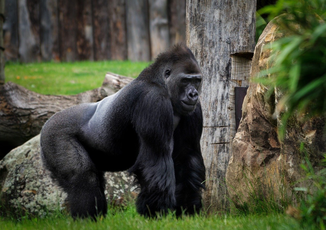 Thehealthyprimate Org