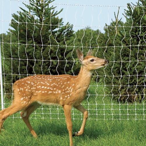 Common Deer Damage to Gardens: Why a Deer Fence is the Best Solution