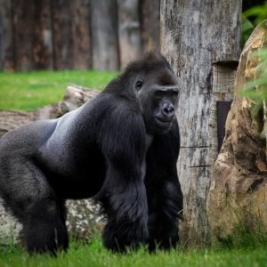 Thehealthyprimate Org: Your Ultimate Resource for Primate Health and Conservation